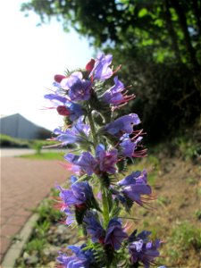 Der erste Natterkopf (Echium vulgare) in Hockenheim