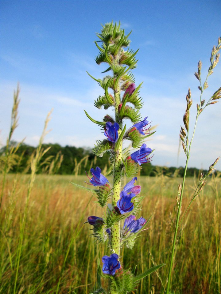 Gewöhnlicher Natternkopf (Echium vulgare) im Landschaftsschutzgebiet „Hockenheimer Rheinbogen“