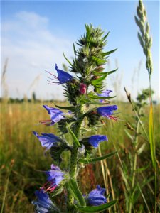 Gewöhnlicher Natternkopf (Echium vulgare) im Landschaftsschutzgebiet „Hockenheimer Rheinbogen“