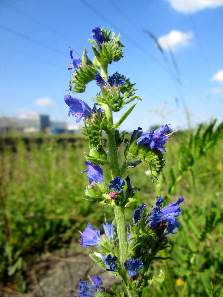 Gewöhnlicher Natternkopf (Echium vulgare) am Bahnhof Bruchmühlbach-Miesau