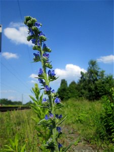 Gewöhnlicher Natternkopf (Echium vulgare) am Bahnhof Bruchmühlbach-Miesau