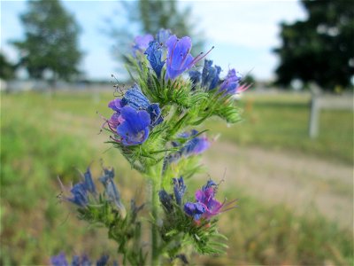 Gewöhnlicher Natternkopf (Echium vulgare) auf einer Parkplatzwiese in Hockenheim