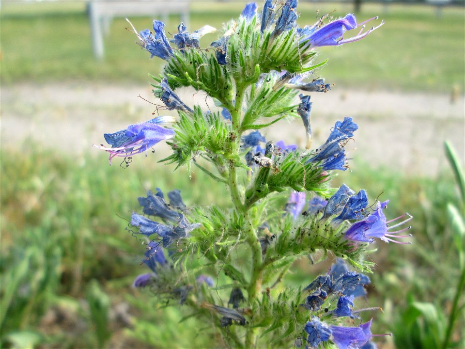 Gewöhnlicher Natternkopf (Echium vulgare) auf einer Parkplatzwiese in Hockenheim