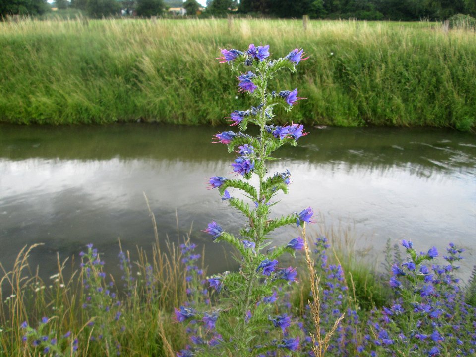 Gewöhnlicher Natternkopf (Echium vulgare) am Kraichbach in Hockenheim