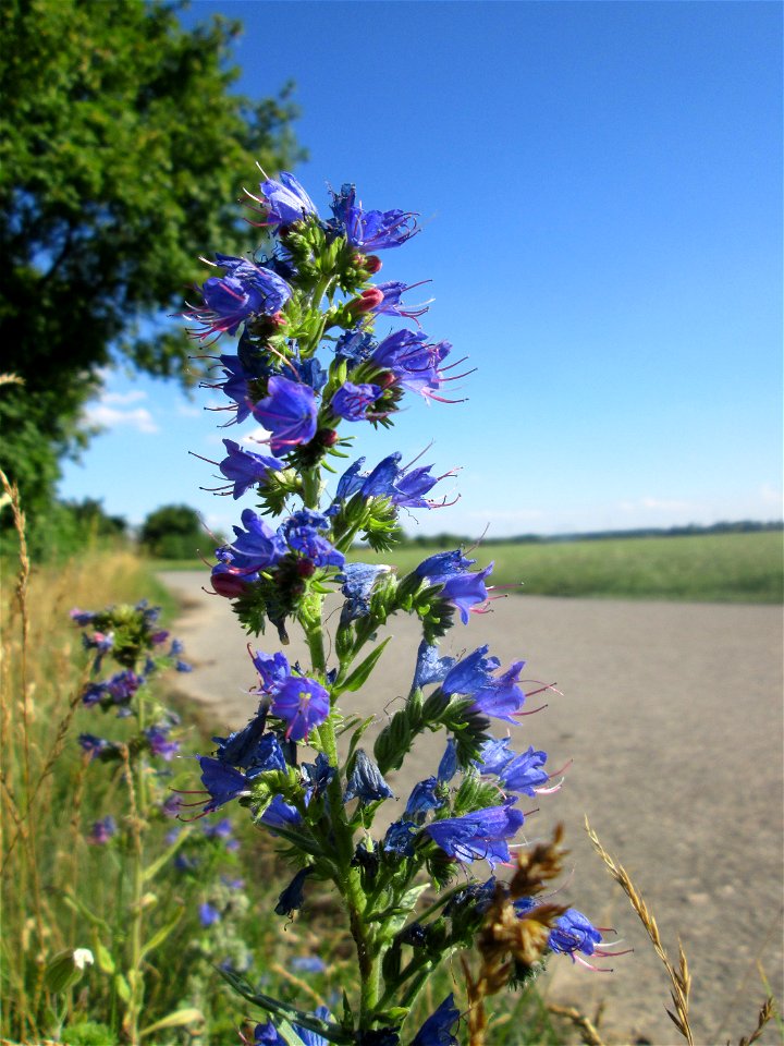 Gewöhnlicher Natternkopf (Echium vulgare) an einer Brückenauffahrt bei Reilingen