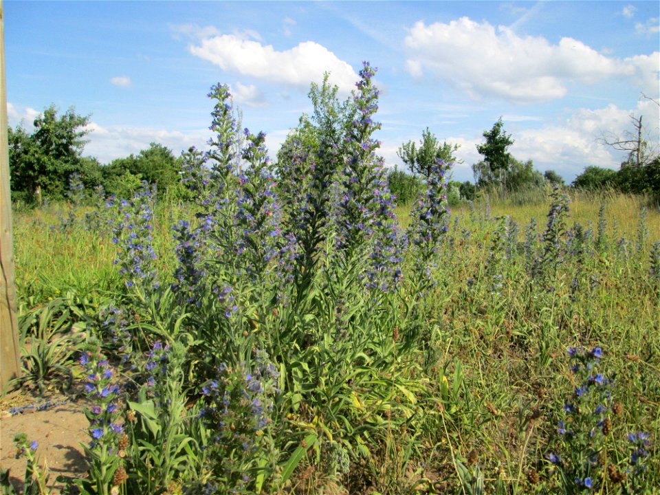 Gewöhnlicher Natternkopf (Echium vulgare) auf einer Streuobstwiese in Hockenheim