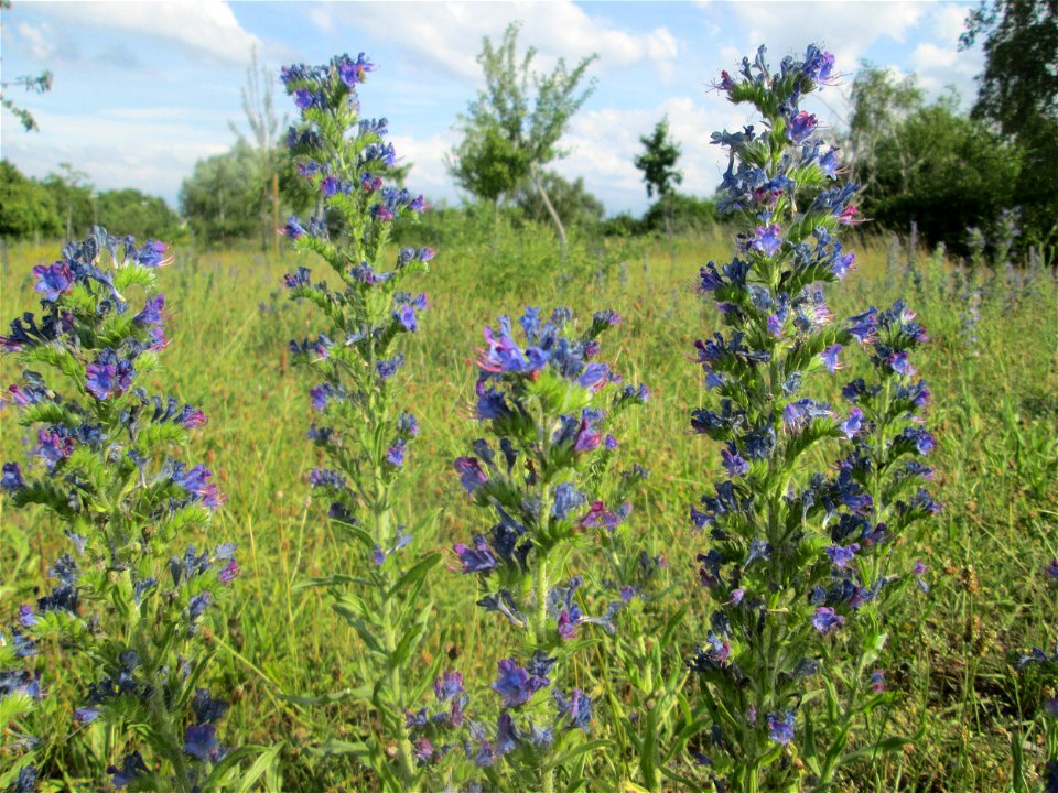 Gewöhnlicher Natternkopf (Echium vulgare) auf einer Streuobstwiese in Hockenheim
