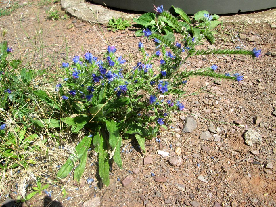 Gewöhnlicher Natterkopf (Echium vulgare) in Saarbrücken