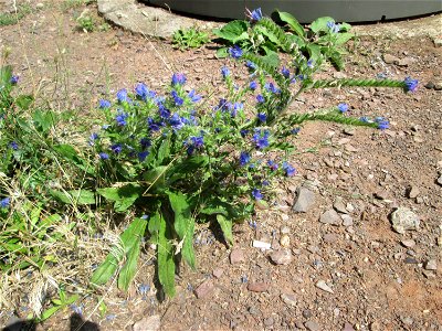 Gewöhnlicher Natterkopf (Echium vulgare) in Saarbrücken