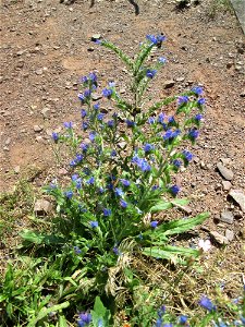 Gewöhnlicher Natterkopf (Echium vulgare) an der Mainzer Straße in Saarbrücken