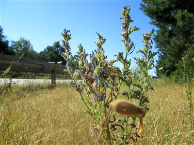 Gewöhnlicher Natternkopf (Echium vulgare) an der Böschung der A6 in der Schwetzinger Hardt - an diesem Abschnitt bietet der Autobahnrand eine binnendünenartige Situation