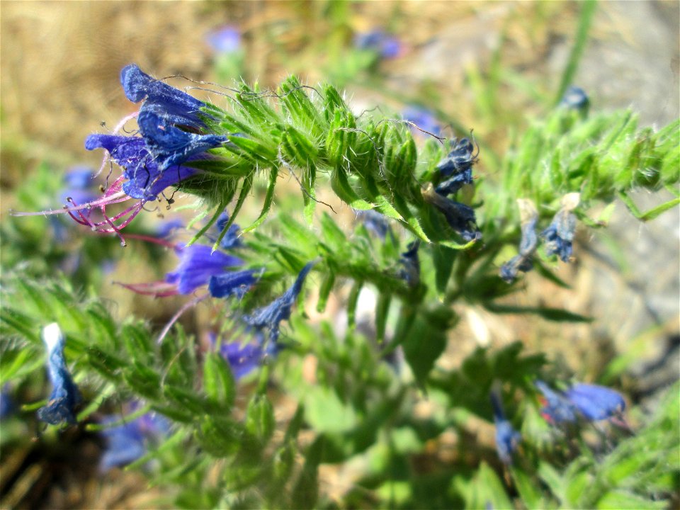 Gewöhnlicher Natternkopf (Echium vulgare) in Hockenheim-Talhaus