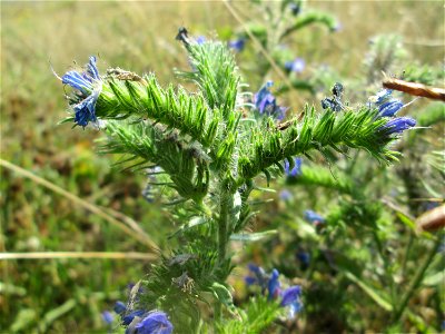 Gewöhnlicher Natternkopf (Echium vulgare) am Bahnhof Bruchmühlbach-Miesau