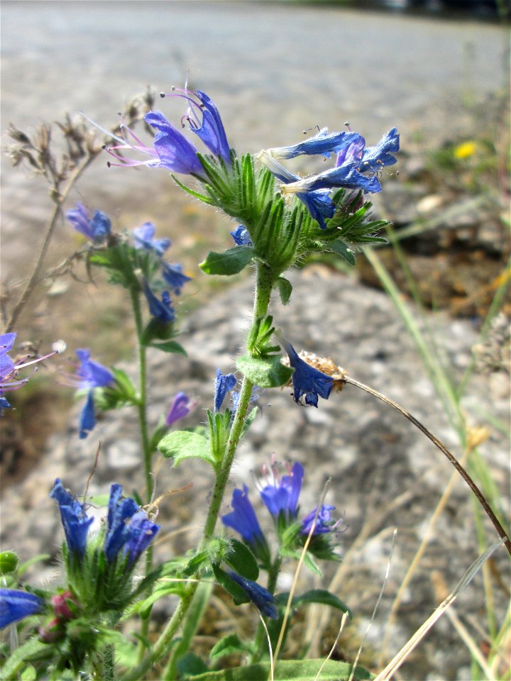 Gewöhnlicher Natterkopf (Echium vulgare) im Bürgerpark Saarbrücken