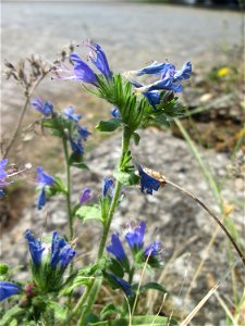 Gewöhnlicher Natterkopf (Echium vulgare) im Bürgerpark Saarbrücken