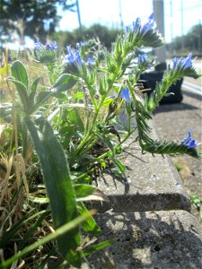 Gewöhnlicher Natternkopf (Echium vulgare) am Bahnhof Landstuhl