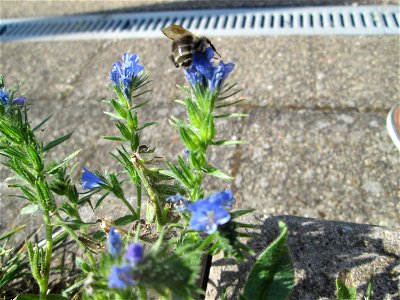 Gewöhnlicher Natternkopf (Echium vulgare) am Bahnhof Landstuhl