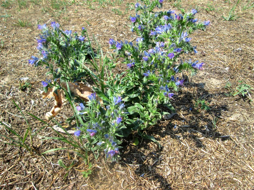 Gewöhnlicher Natternkopf (Echium vulgare) in Schwetzingen