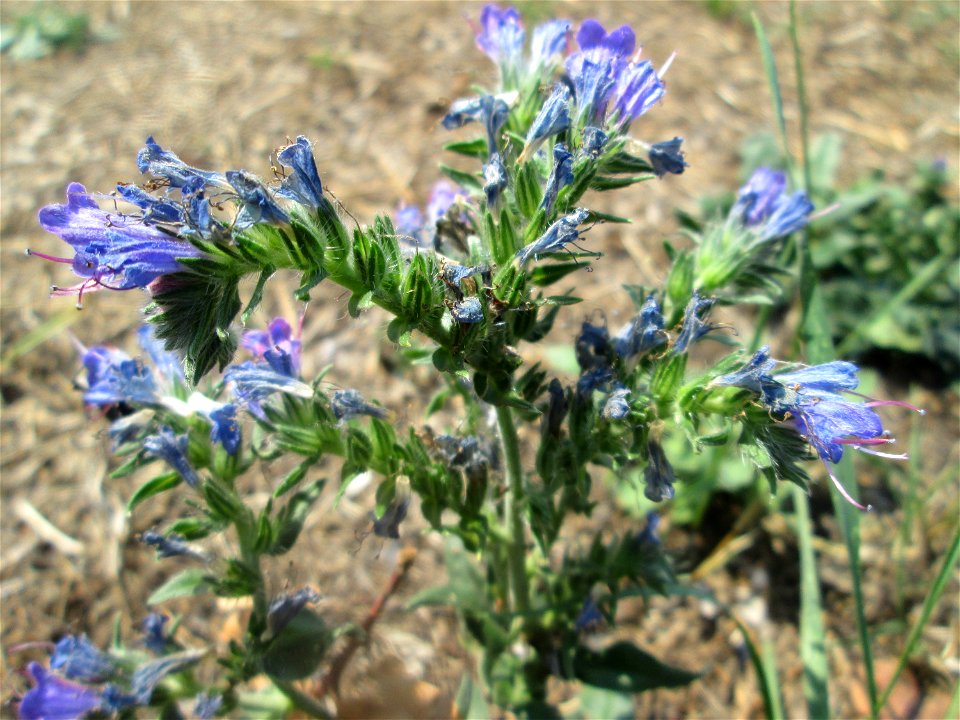 Gewöhnlicher Natternkopf (Echium vulgare) in Schwetzingen