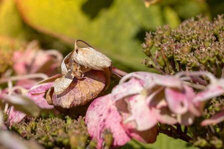 Garden vegetable transient