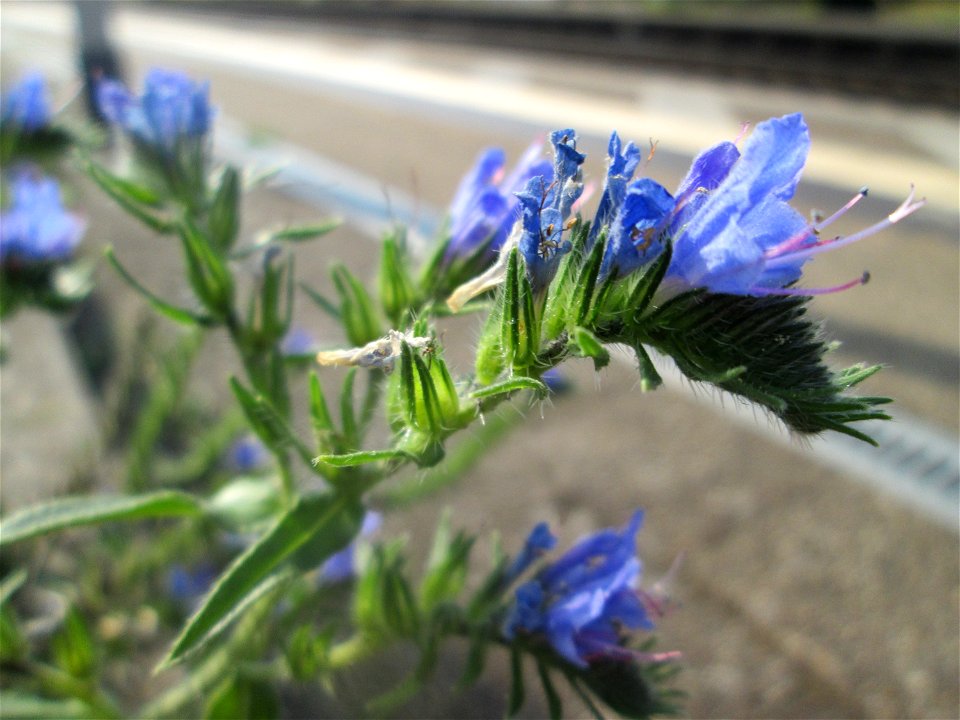 Gewöhnlicher Natternkopf (Echium vulgare) am Bahnhof Landstuhl