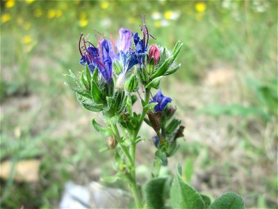 Gewöhnlicher Natterkopf (Echium vulgare) am Bahnhof Brebach in Saarbrücken