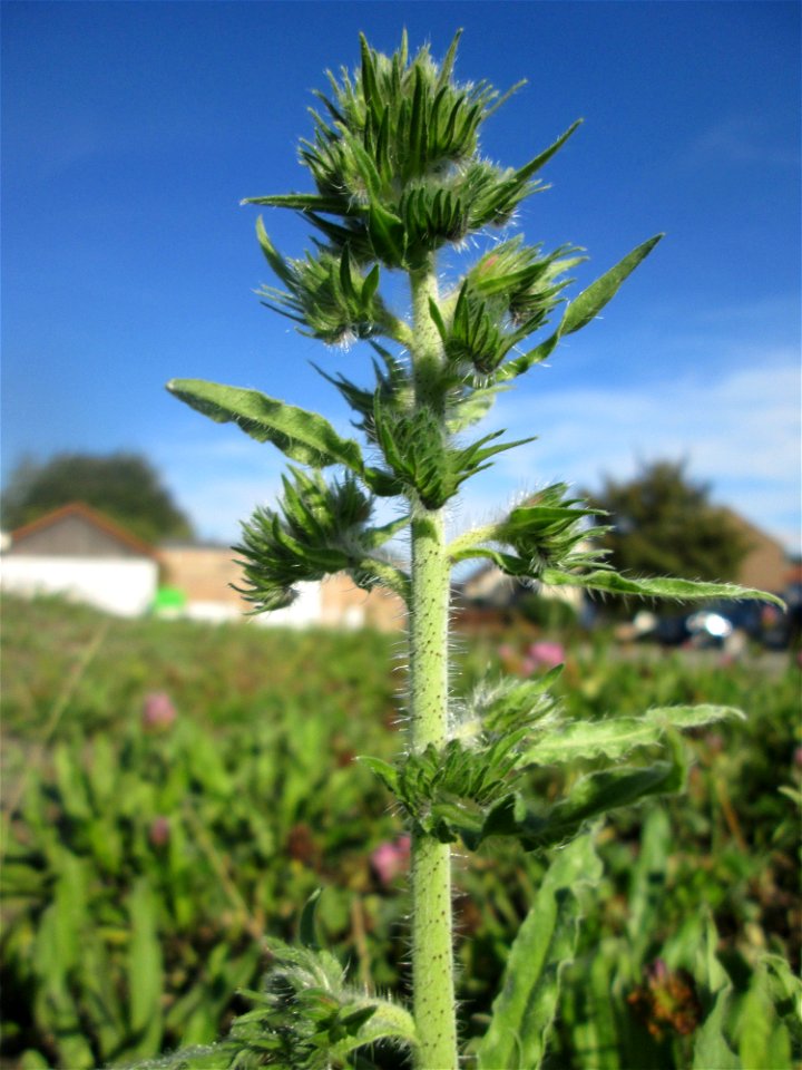 Gewöhnlicher Natternkopf (Echium vulgare) am Bahnhof Bruchmühlbach-Miesau