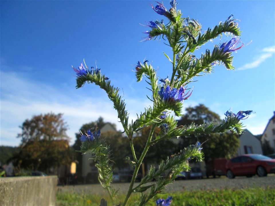 Gewöhnlicher Natternkopf (Echium vulgare) am Bahnhof Bruchmühlbach-Miesau