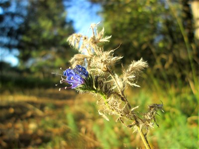 Gewöhnlicher Natternkopf (Echium vulgare) an der Böschung der A6 in der Schwetzinger Hardt - an diesem Abschnitt bietet der Autobahnrand eine binnendünenartige Situation