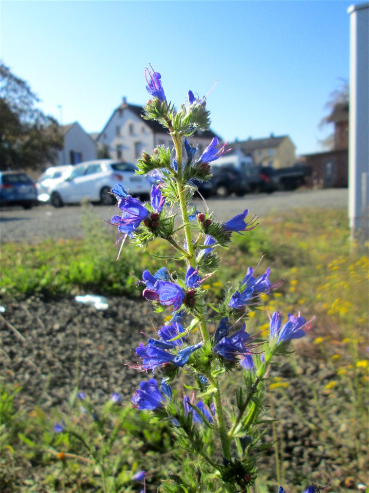 Gewöhnlicher Natternkopf (Echium vulgare) am Bahnhof Bruchmühlbach-Miesau