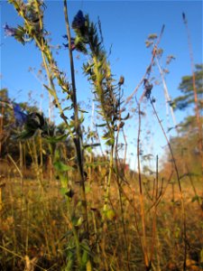 Gewöhnlicher Natternkopf (Echium vulgare) in der Schwetzinger Hardt - an der Bahnstrecke Mannheim-Karlsruhe findet sich ein kleines Sandmagerrasen-Biotop mit typischer Binnendünen-Vegetation