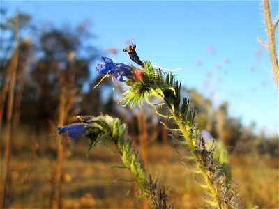 Gewöhnlicher Natternkopf (Echium vulgare) in der Schwetzinger Hardt - an der Bahnstrecke Mannheim-Karlsruhe findet sich ein kleines Sandmagerrasen-Biotop mit typischer Binnendünen-Vegetation