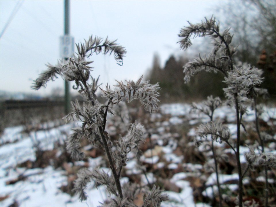 Gewöhnlicher Natternkopf (Echium vulgare) am Bahndamm in Bruchmühlbach-Miesau