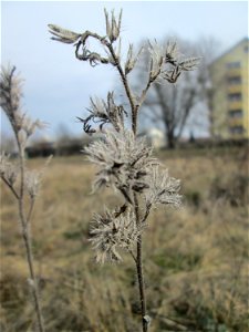Mumienbotanik: Gewöhnlicher Natternkopf (Echium vulgare) auf einer Reptilien- und Insekten-Schutzfläche bei Oftersheim