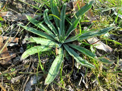Grundblätter vom Gewöhnlichen Natternkopf (Echium vulgare) am Bahnhof Landstuhl