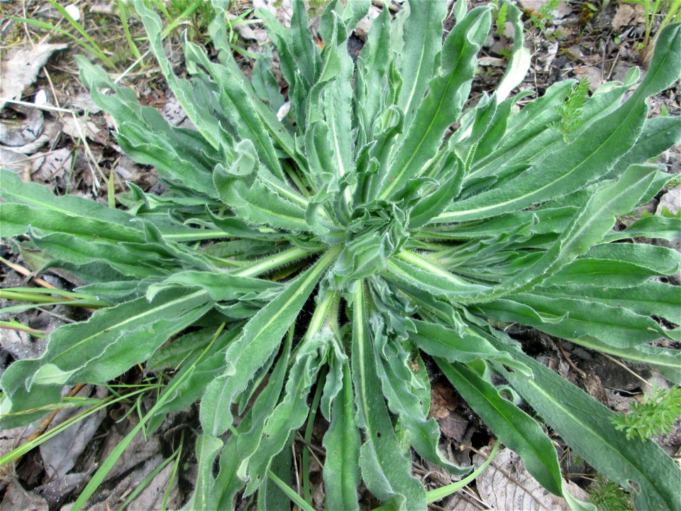 Grundblätter vom Gewöhnlichen (Echium vulgare) am Bahnhof Bruchmühlbach-Miesau