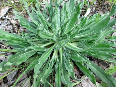 Grundblätter vom Gewöhnlichen (Echium vulgare) am Bahnhof Bruchmühlbach-Miesau