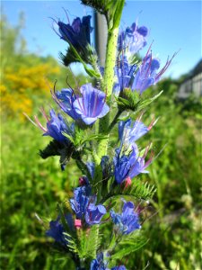 Gewöhnlicher Natterkopf (Echium vulgare) am Osthafen Saarbrücken photo