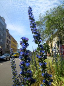 Gewöhnlicher Natterkopf (Echium vulgare) an der Mainzer Straße in Saarbrücken