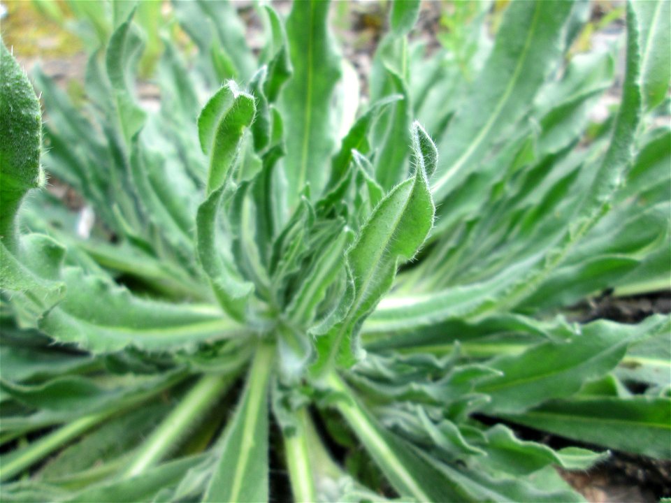 Grundblätter vom Gewöhnlichen (Echium vulgare) am Bahnhof Bruchmühlbach-Miesau