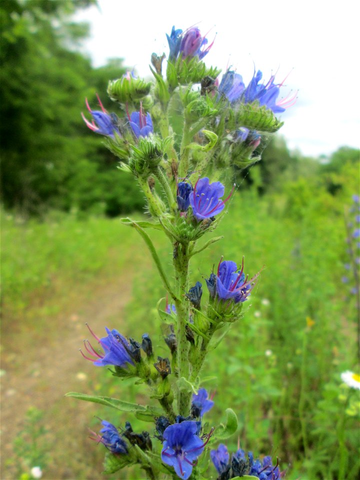 Gewöhnlicher Natterkopf (Echium vulgare) auf dem Gelände der ehem. Halberger Hütte in Brebach