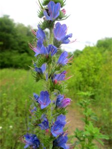 Gewöhnlicher Natterkopf (Echium vulgare) auf dem Gelände der ehem. Halberger Hütte in Brebach