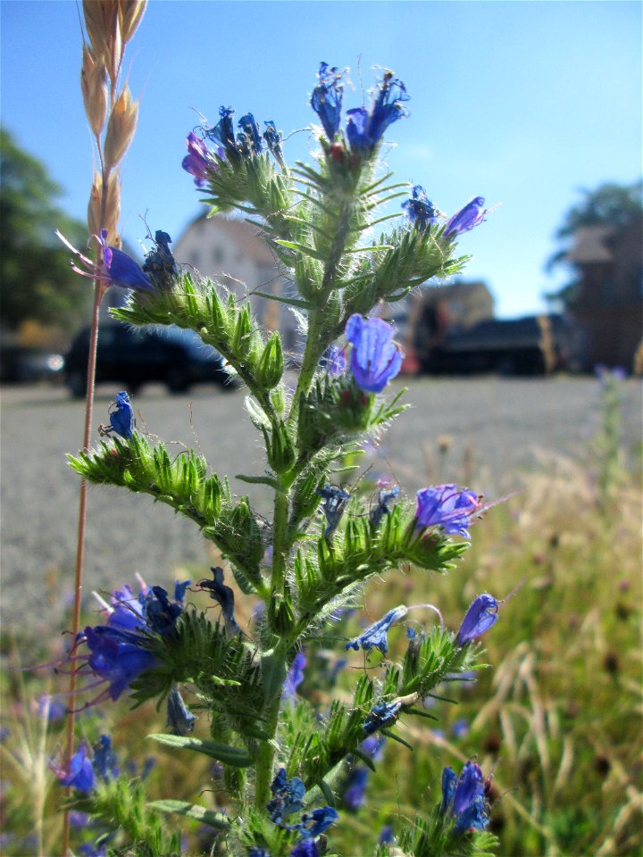 Gewöhnlicher Natternkopf (Echium vulgare) am Bahnhof Bruchmühlbach-Miesau