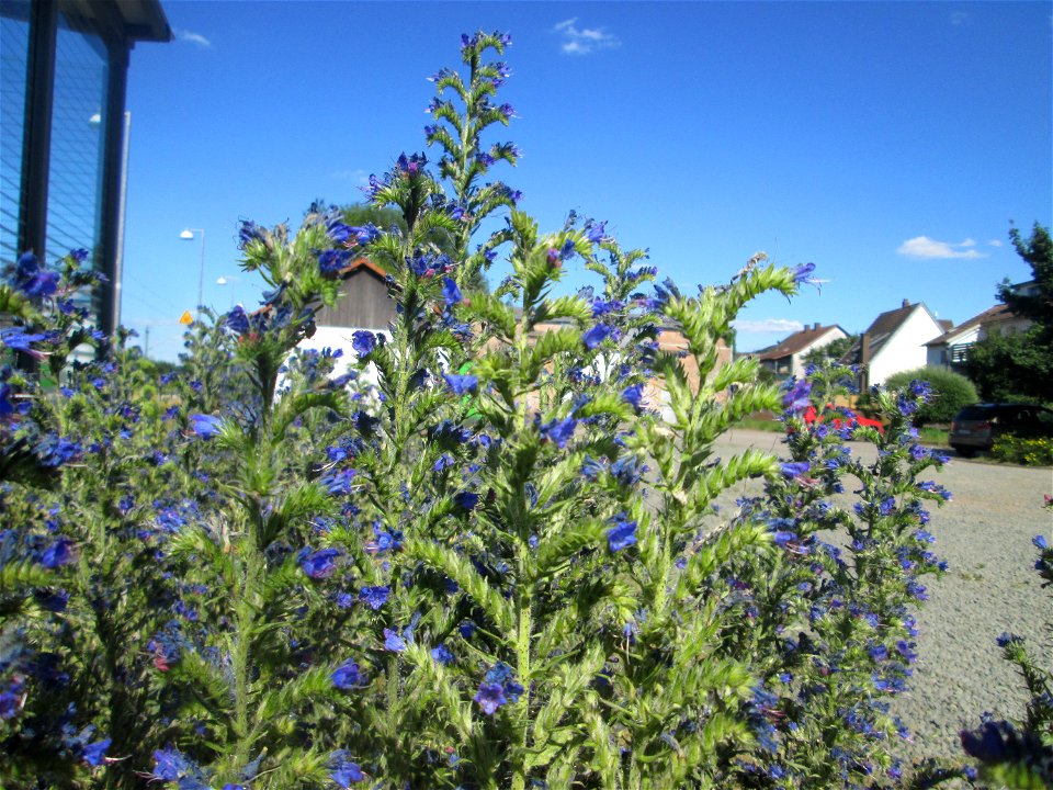 Gewöhnlicher Natternkopf (Echium vulgare) am Bahnhof Bruchmühlbach-Miesau