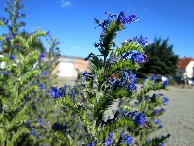 Gewöhnlicher Natternkopf (Echium vulgare) am Bahnhof Bruchmühlbach-Miesau