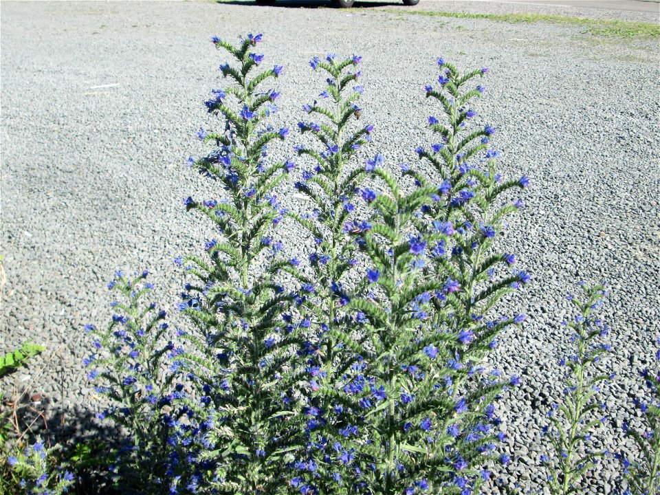 Gewöhnlicher Natternkopf (Echium vulgare) am Bahnhof Bruchmühlbach-Miesau