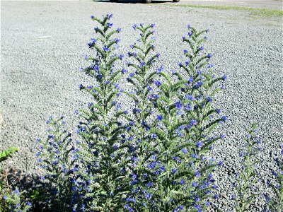 Gewöhnlicher Natternkopf (Echium vulgare) am Bahnhof Bruchmühlbach-Miesau