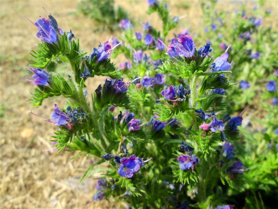 Gewöhnlicher Natterkopf (Echium vulgare) im Bürgerpark Saarbrücken