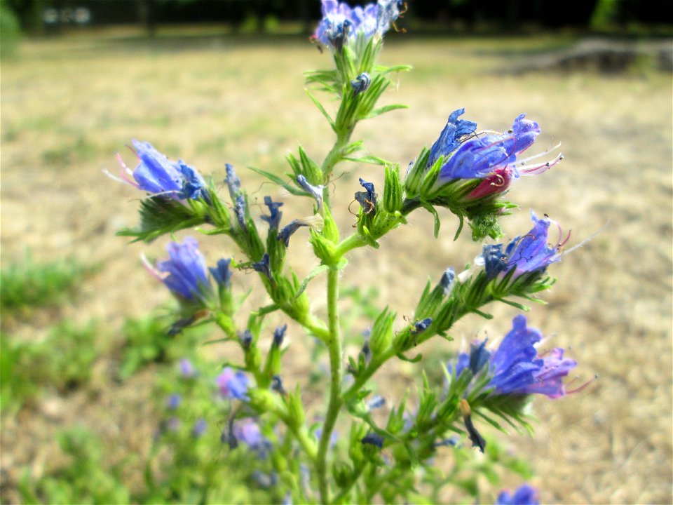 Gewöhnlicher Natterkopf (Echium vulgare) im Bürgerpark Saarbrücken