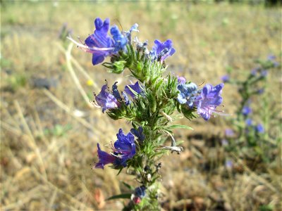 Gewöhnlicher Natterkopf (Echium vulgare) im Bürgerpark Saarbrücken